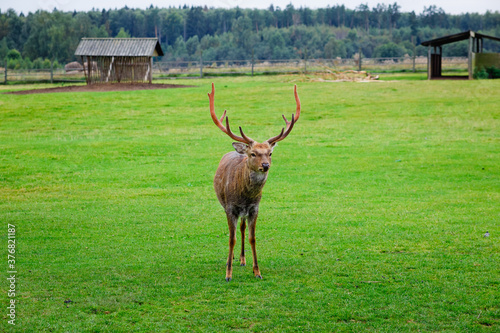 Selective focus. Close-up portrait of a deer with horns in a pen on a background of green grass. Animal care on a deer farm photo