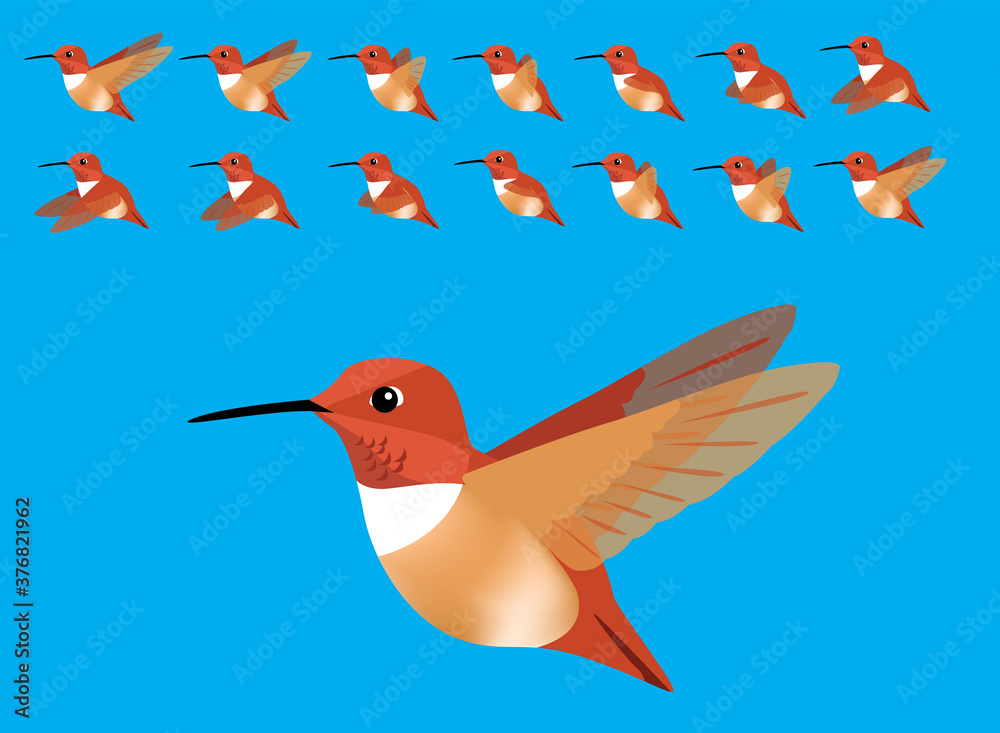 Animal Animation Sequence Bird Flying Rufous Hummingbird Cartoon Vector  Stock Vector | Adobe Stock