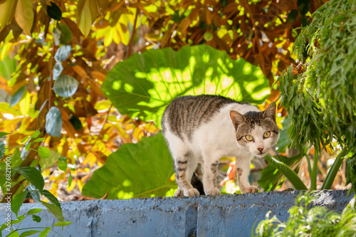 carefully stray cat look at you photo