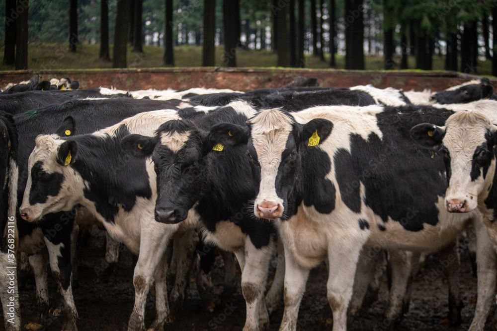 vacas vacas