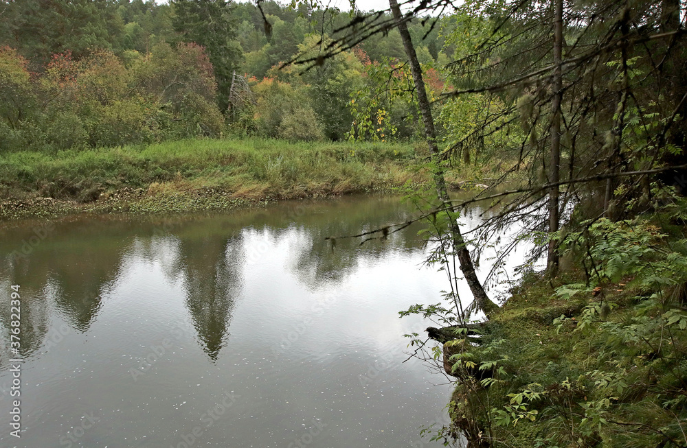 river in the woods