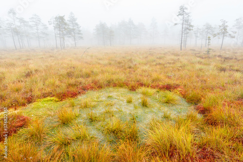 Water pond on a mire in a foggy woodland