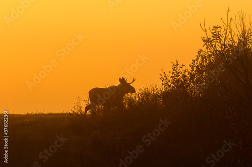 Bull Moose in silhouette at sunrise