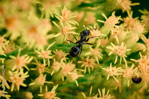 black ants on a branch