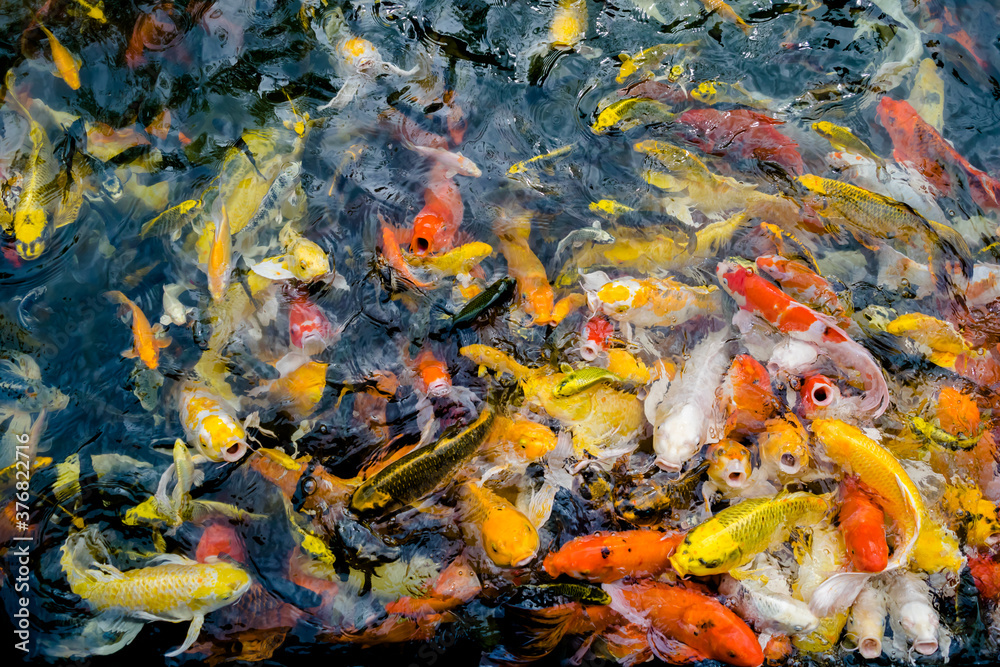 Koi fish or fancy carp fish floating on the water surface. Koi fish or fancy carp fish floating on the water surface.