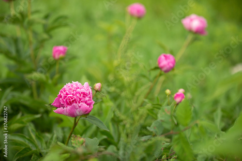 Pink Flowers © Adam