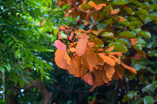 Phanera aureifolia, Bauhinia aureifolia or Gold leaf Bauhinia are rare vines. Young leaves are green and turn gold as they mature. Endemic plant found only Southern Thailand photo