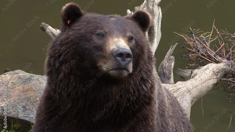 Closeup of a black bear sniffing the air next to a river. Closeup of a black bear sniffing the air next to a river.