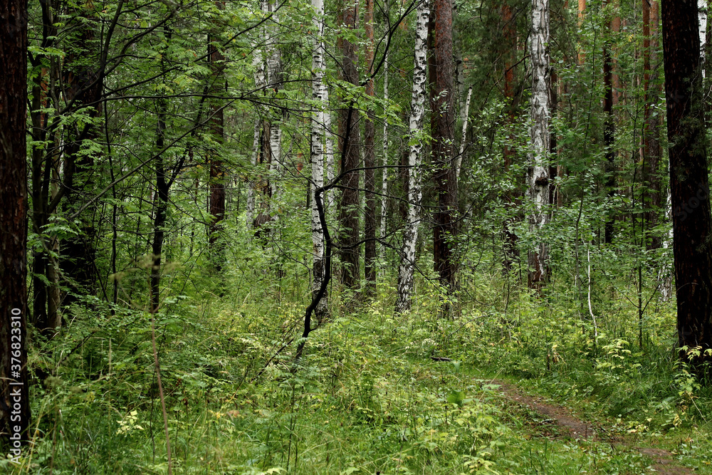 Fototapeta premium trees in the forest
