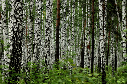Fototapeta Naklejka Na Ścianę i Meble -  birch forest in spring