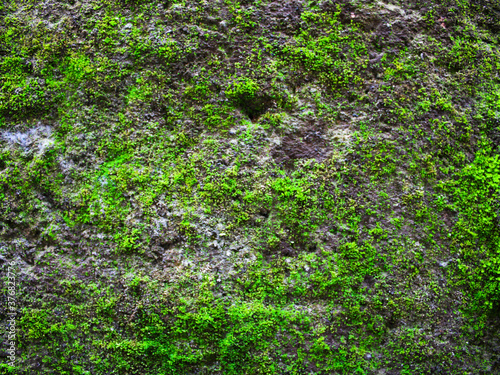 green moss on stone wall