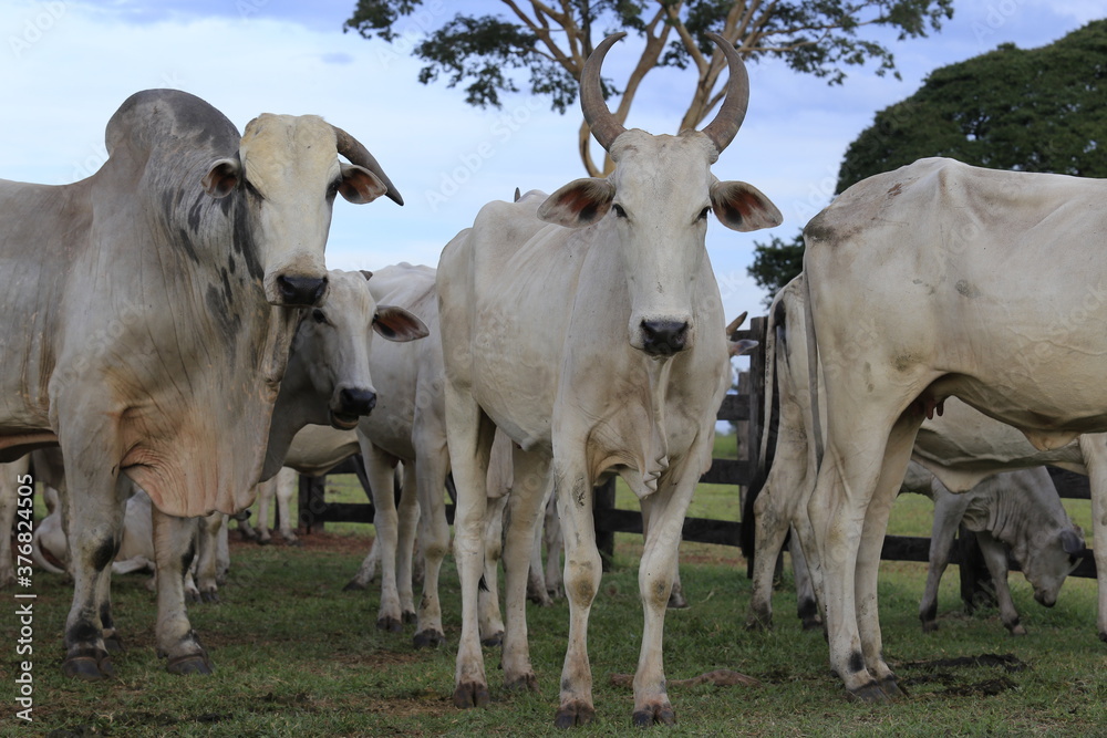 nellore catlle, farm nellore, animais nelore, gado nelore nellore catlle, farm nellore, animais nelore, gado nelore