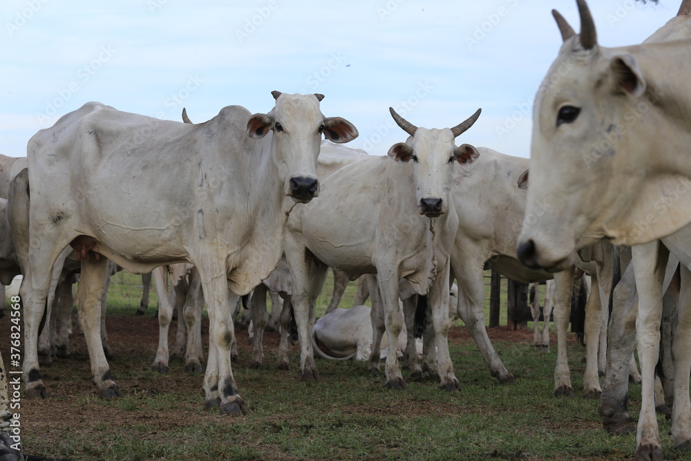 nellore catlle, farm nellore, animais nelore, gado nelore nellore catlle, farm nellore, animais nelore, gado nelore