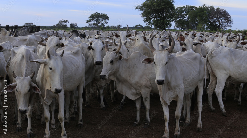 Obraz premium nellore catlle, farm nellore, animais nelore, gado nelore