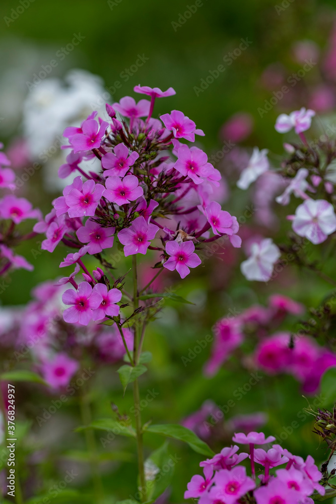 beautiful flower in the garden