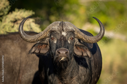 Head on portrait of a buffalo eating grass in Moremi in Botswana