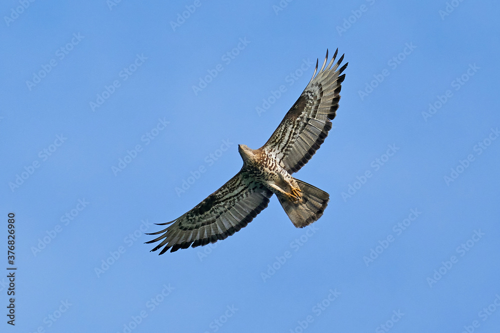 Fototapeta premium European honey buzzard (Pernis apivorus)
