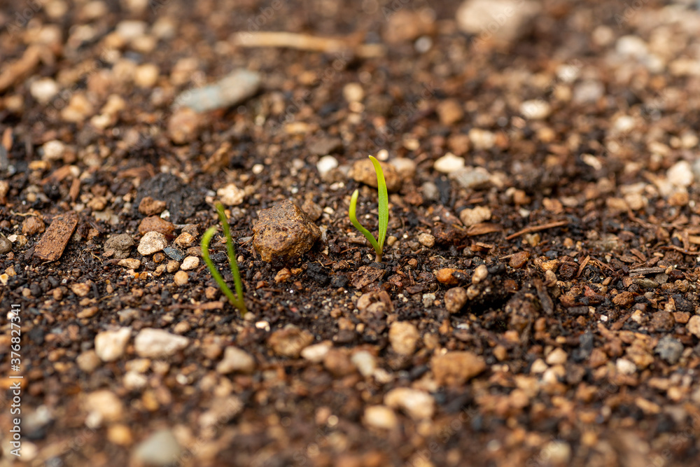 Budding of spinach seeds in garden Budding of spinach seeds in garden
