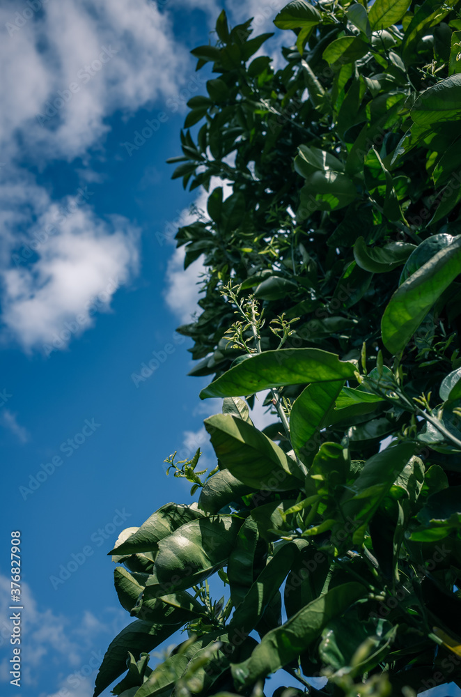 Fototapeta premium green leaves against blue sky