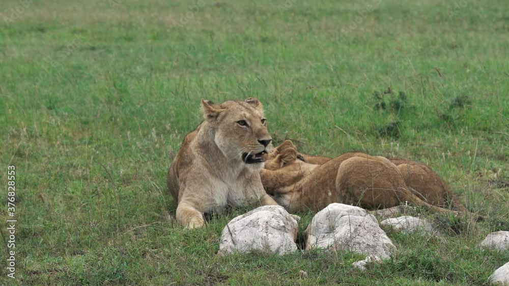 Lionness with her two cubs suckling her. Beautiful wildlife scene in Masai Mara, Kenya. Lionness with her two cubs suckling her. Beautiful wildlife scene in Masai Mara, Kenya.