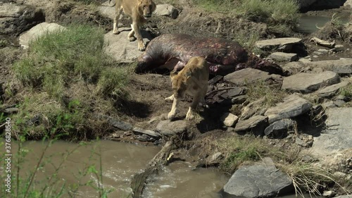 A male and a female adult lions,  rush to scare away a crocodile from the hippo carcass belonging to their pride. Shot in Masai Mara, Kenya. photo