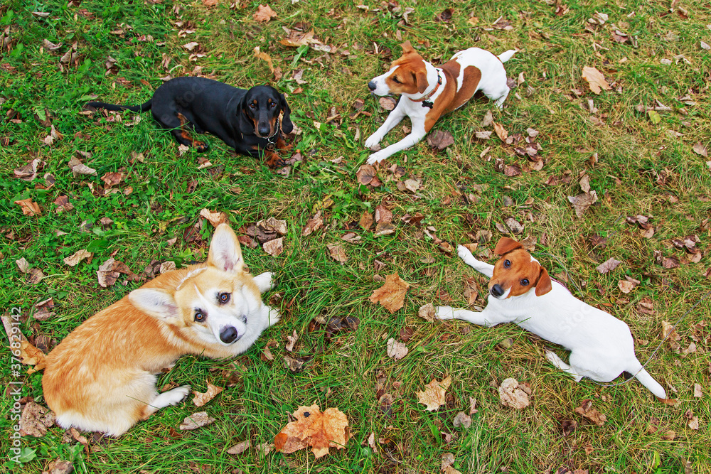 the dog is lying on fallen leaves.Command to lie down.Autumn portrait of a group of dogs.The Jack Russell Terrier.The Pembroke Welsh Corgi.Dachshund. the dog is lying on fallen leaves.Command to lie down.Autumn portrait of a group of dogs.The Jack Russell Terrier.The Pembroke Welsh Corgi.Dachshund.