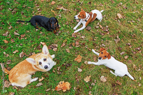 the dog is lying on fallen leaves.Command to lie down.Autumn portrait of a group of dogs.The Jack Russell Terrier.The Pembroke Welsh Corgi.Dachshund.