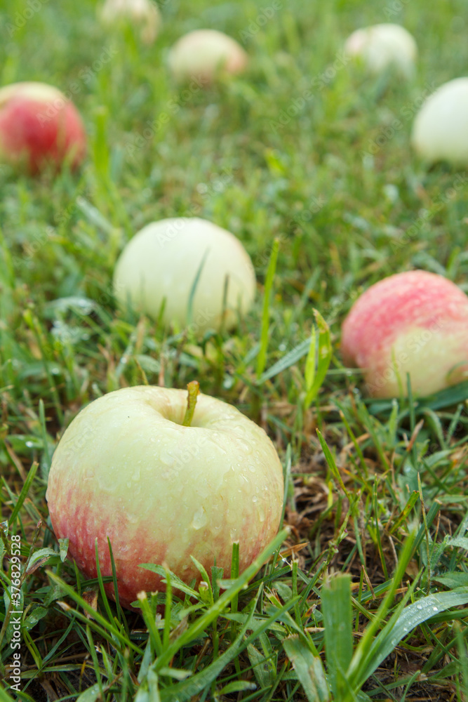Red apples on green grass in the orchard Red apples on green grass in the orchard