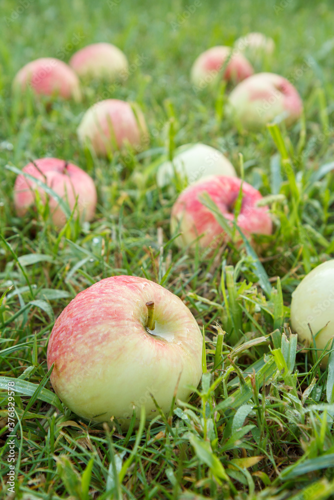 Red apples on green grass in the orchard Red apples on green grass in the orchard