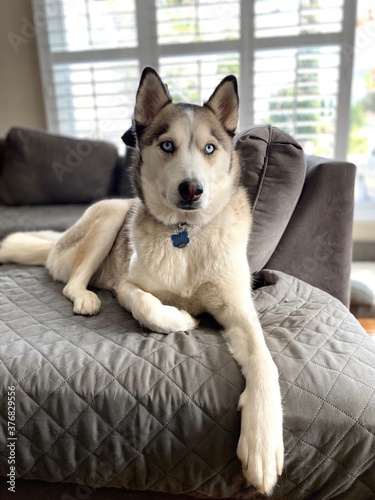 Siberian Husky