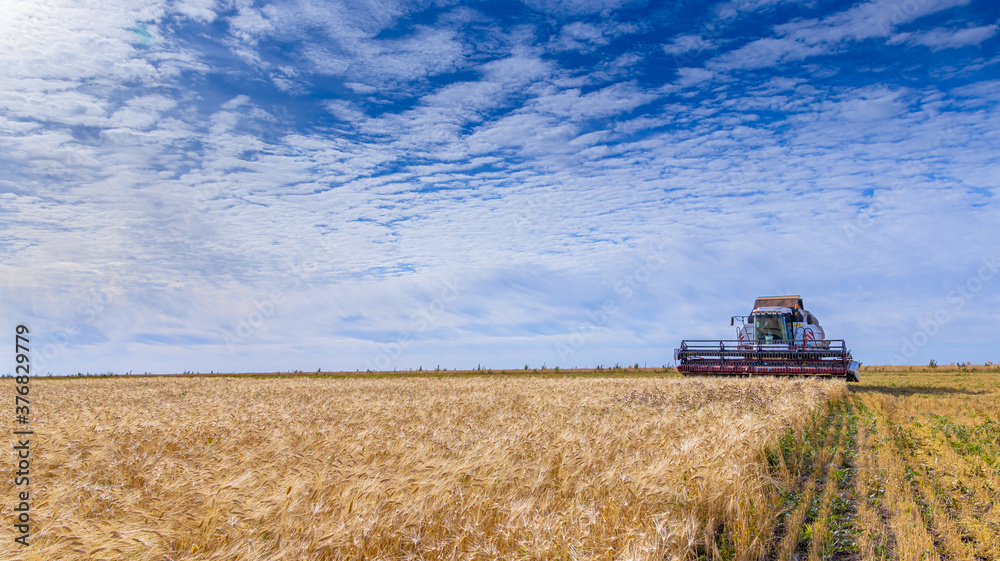 Obraz premium Beautiful blue sky with white clouds over wheat fields during harvest