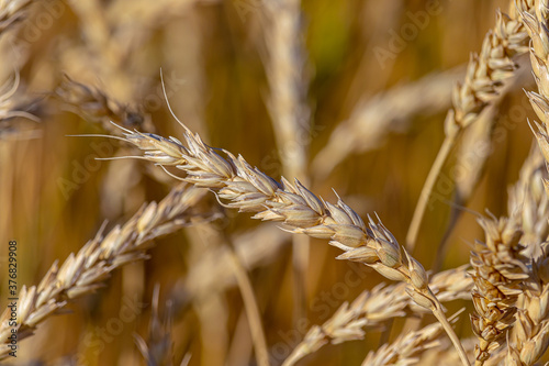 ears of ripe wheat in the fields close-up