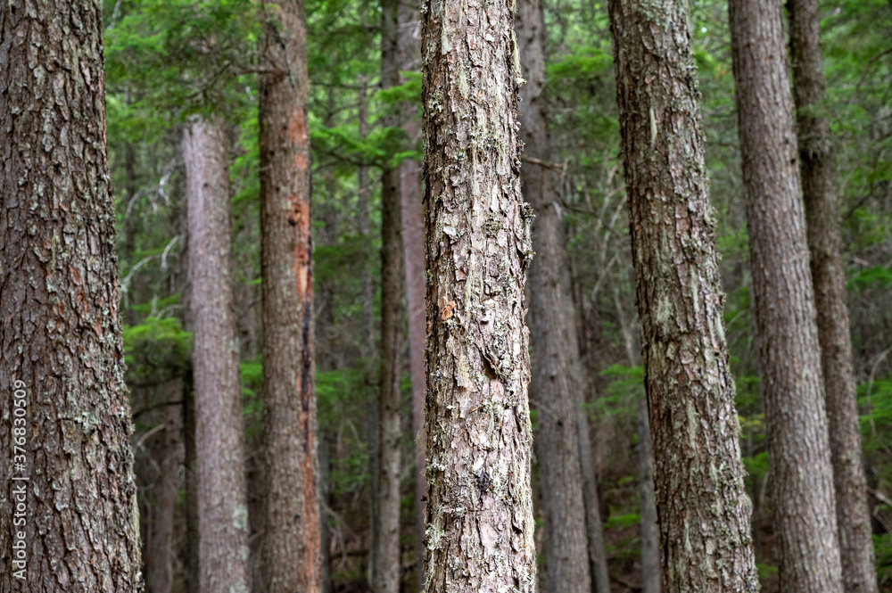 Obraz premium tree trunk in the forest