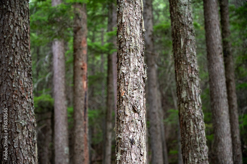 Fototapeta Naklejka Na Ścianę i Meble -  tree trunk in the forest