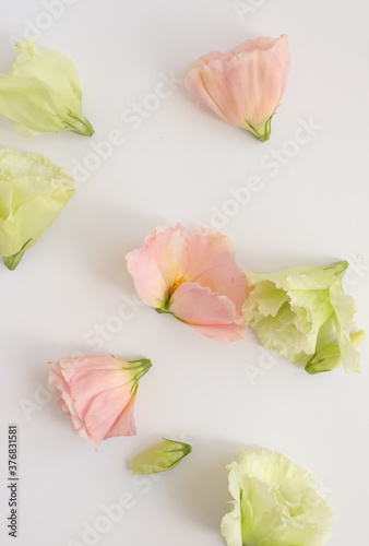 Eustoma fresh flowers flat lay  tender pastel floral photography background