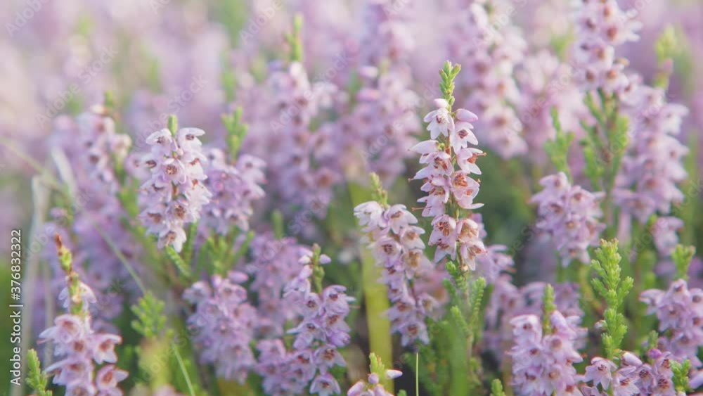 Heather flowering on the moors above Haworth the home of the Brontes, West Yorkshire Heather flowering on the moors above Haworth the home of the Brontes, West Yorkshire