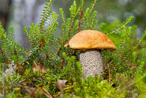 Edible orange-cap mushroom growing in green moss. Leccinum aurantiacum Harvesting mushrooms in forest. edible mushrooms in northern forests of europe.