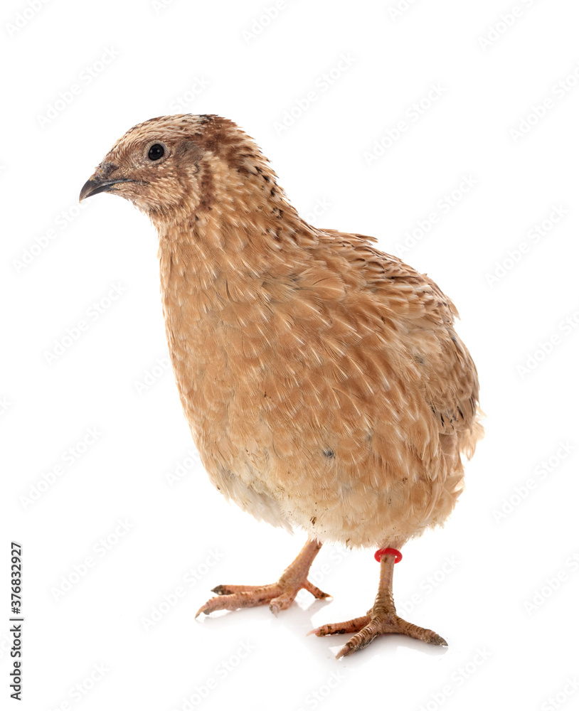japanese quail in studio