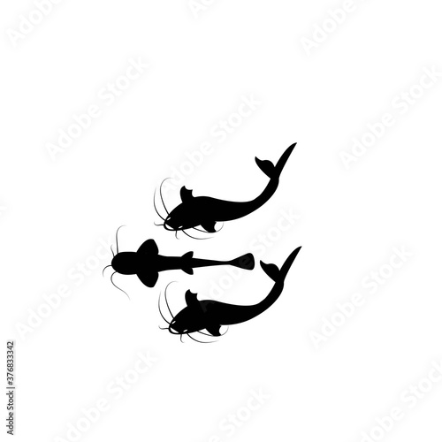 catfish vector