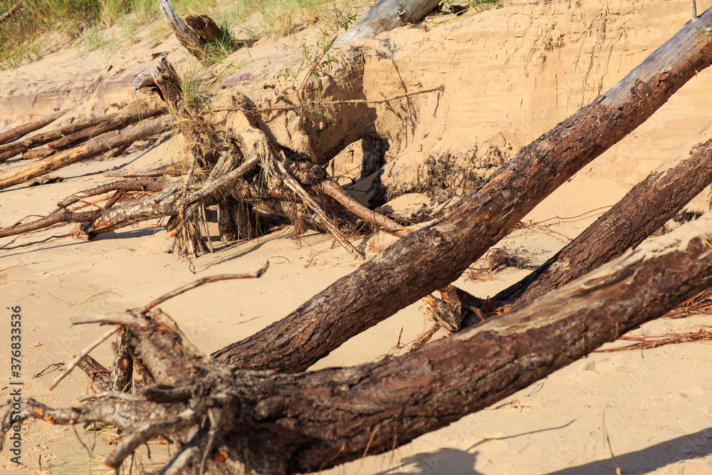 dead tree on the beach 