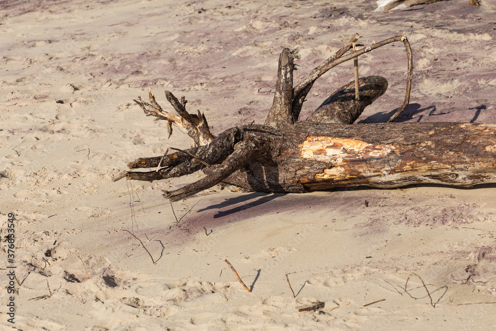 Obraz premium the root of the tree after the storm lies on the beach