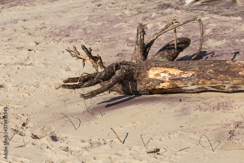 the root of the tree after the storm lies on the beach