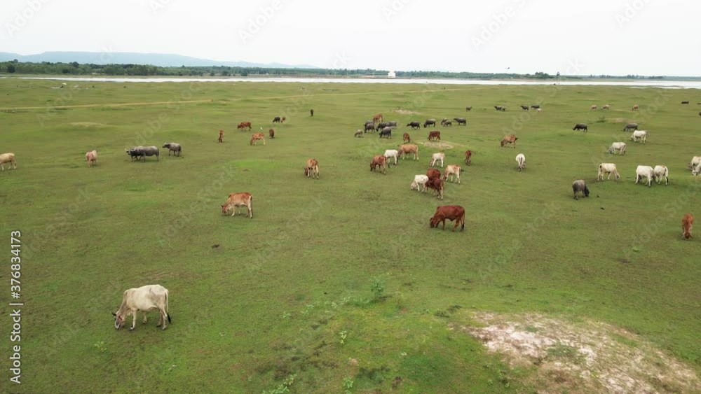 Aerial view group of water cow at the green field
Aerial view group of water cow at the green field