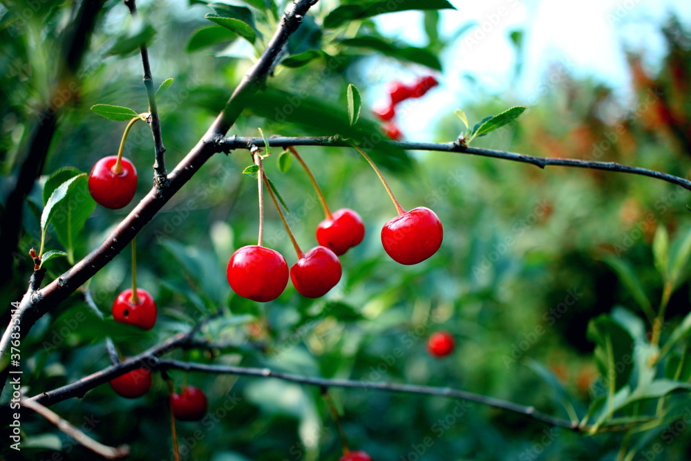 Ripe cherry on a branch.
