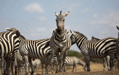 A  Zebra (Equus quagga) looking at the camera. Kenya.. © Grantat
