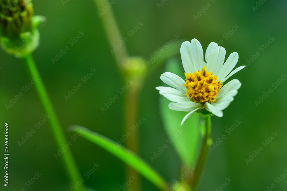 Abstract flower background, soft focus, sunny day, fresh spring field, natural textured wallpaper Abstract flower background, soft focus, sunny day, fresh spring field, natural textured wallpaper