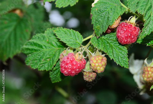 Red raspberry branch with berries and leaves.