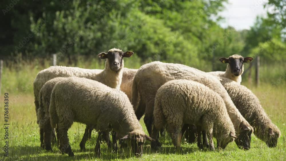 Flock of sheep grazing in sunny field, medium shot Flock of sheep grazing in sunny field, medium shot