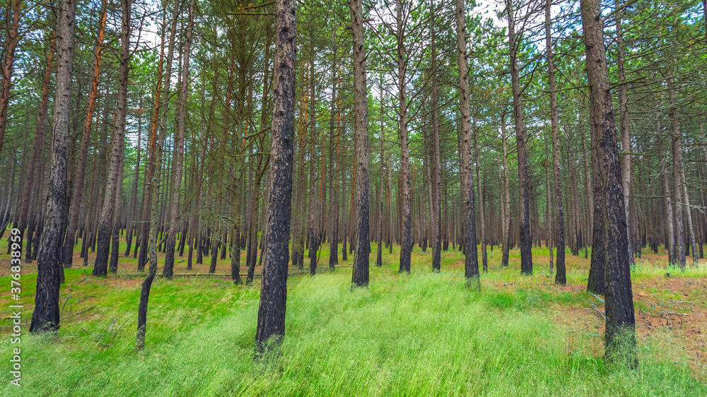 Pine forest after a fire in Lithuania Pine forest after a fire in Lithuania