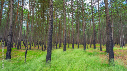 Pine forest after a fire in Lithuania